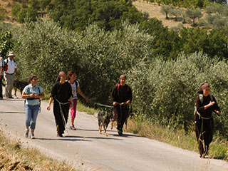 m pilgrims on track of Francesco pilgrimage