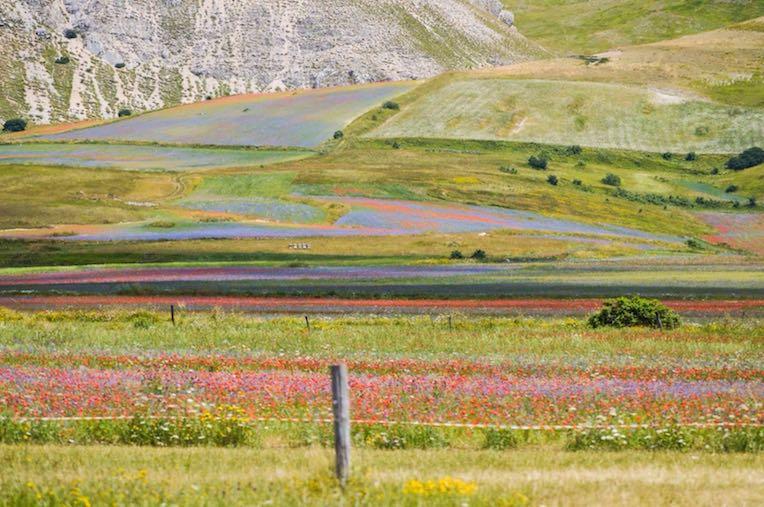 Castelluccio Flowering