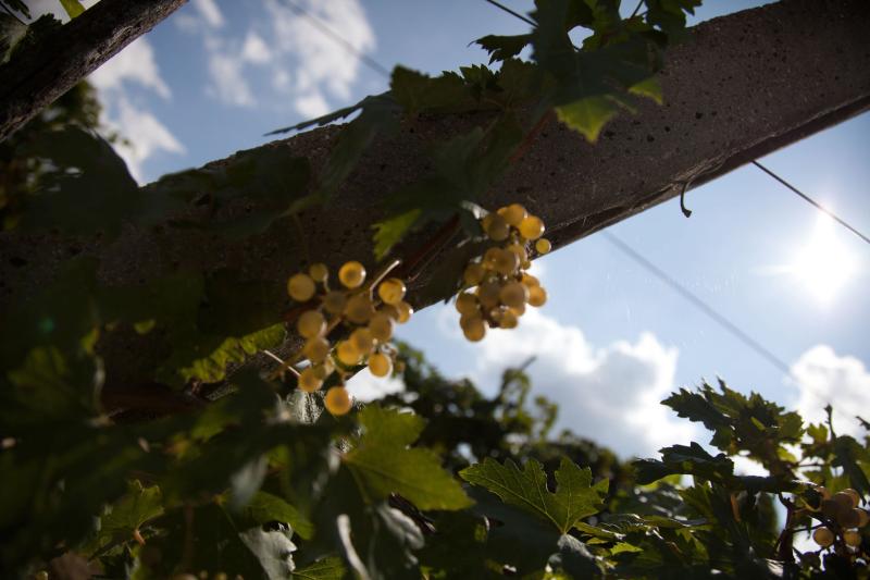 Grechetto di Todi