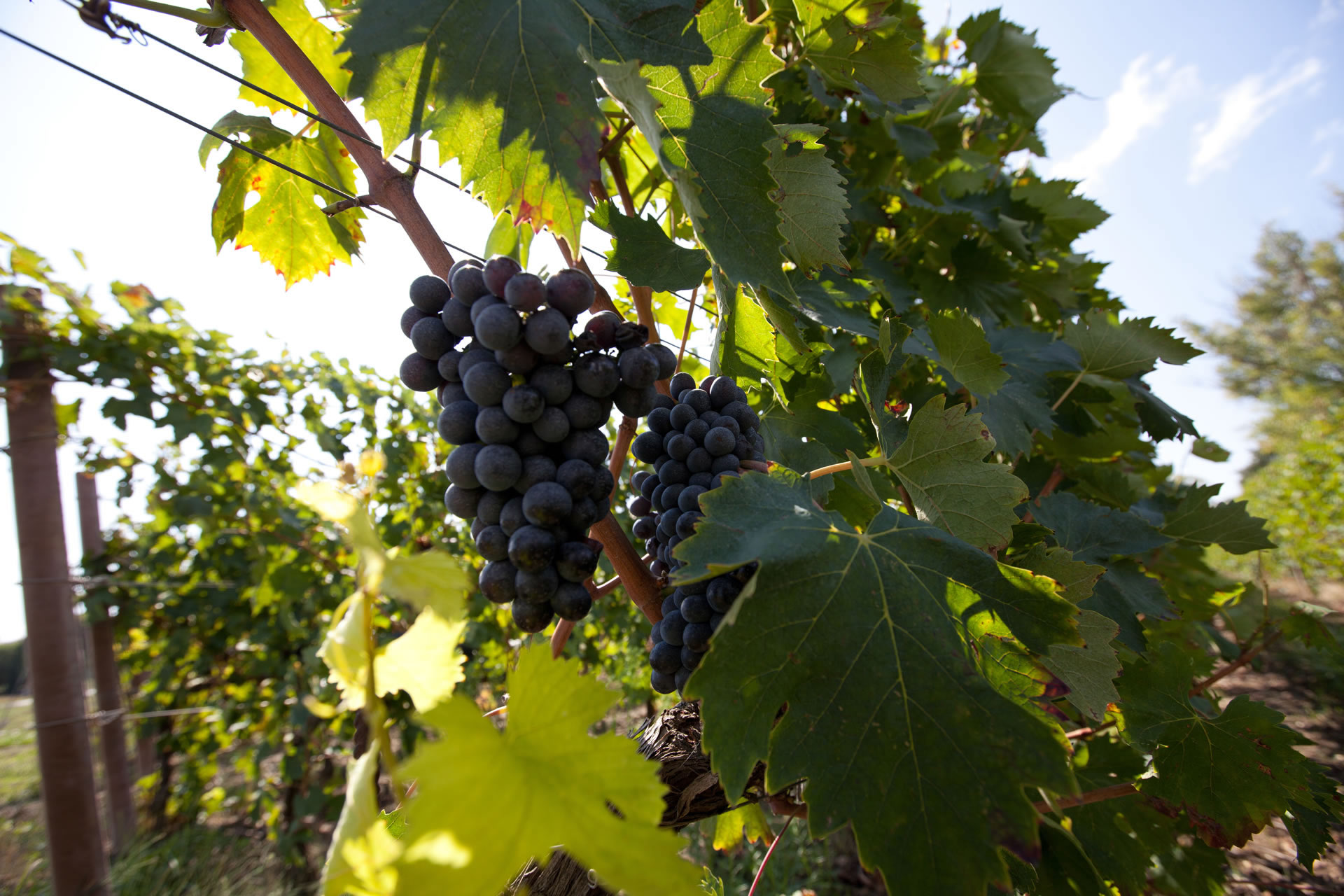 Vins DOC et DOCG Montefalco - Sagrantino