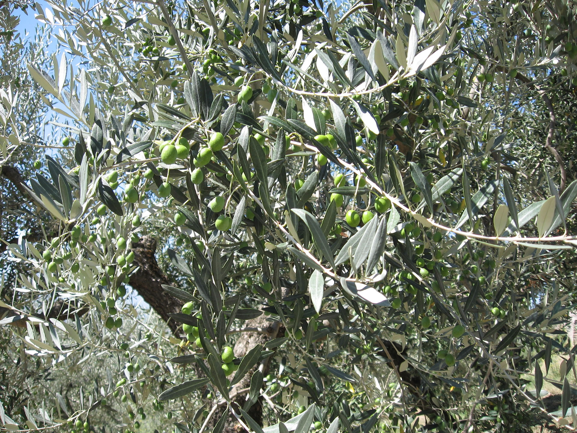 L'olio di Trevi