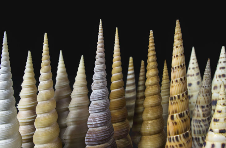 Museo Malacologico Malakos di Città di Castello