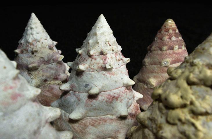 Museo Malacologico Malakos di Città di Castello