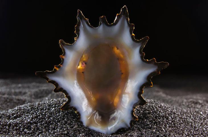 Museo Malacologico Malakos di Città di Castello