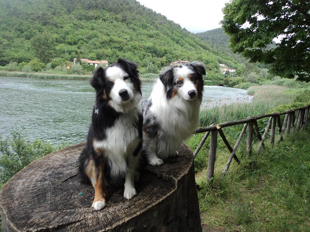 Francis' route together with your dog