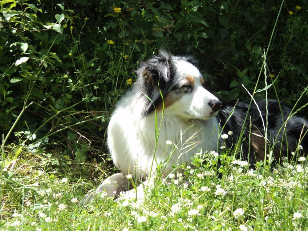 Francis' route with your dog