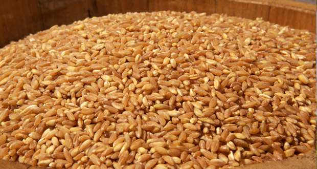 Spelt of Monteleone di Spoleto PDO