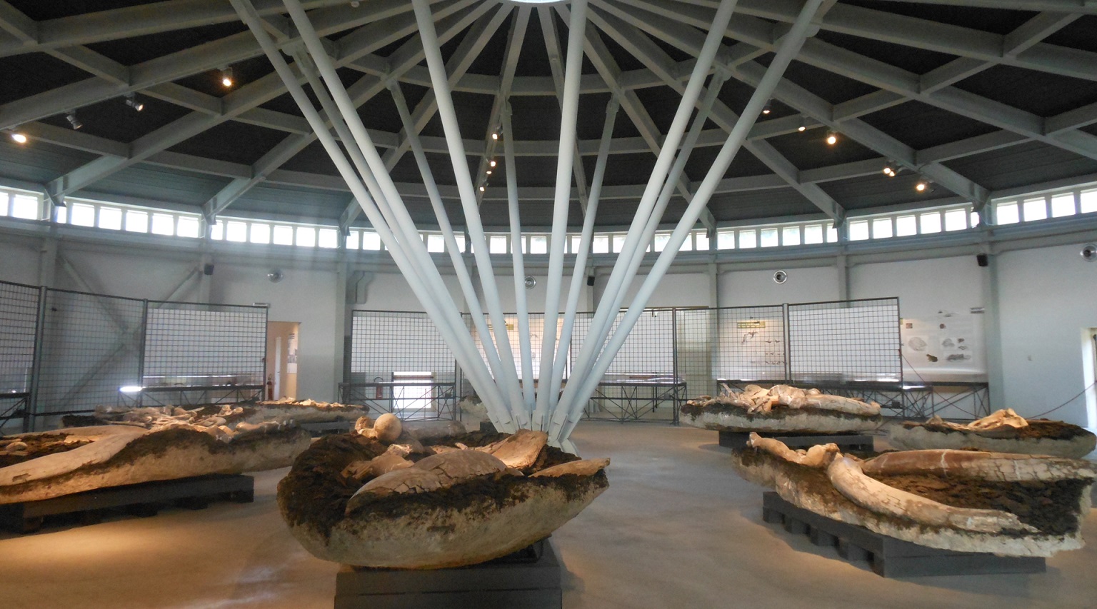 Weitreichender Blick auf das Innere des Paläontologischen Museums von Pietrafitta, wo zahlreiche Fossilien im Pavillon ausgestellt sind.