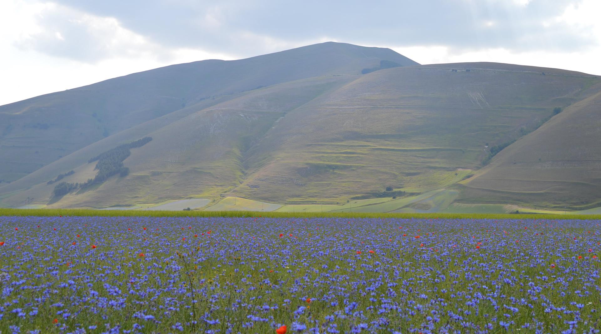 The Plains of Castelluccio di Norcia