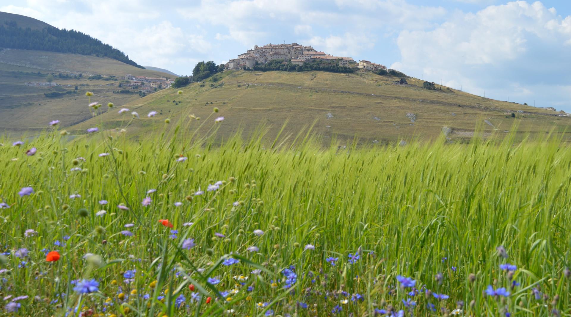 The Plains of Castelluccio di Norcia