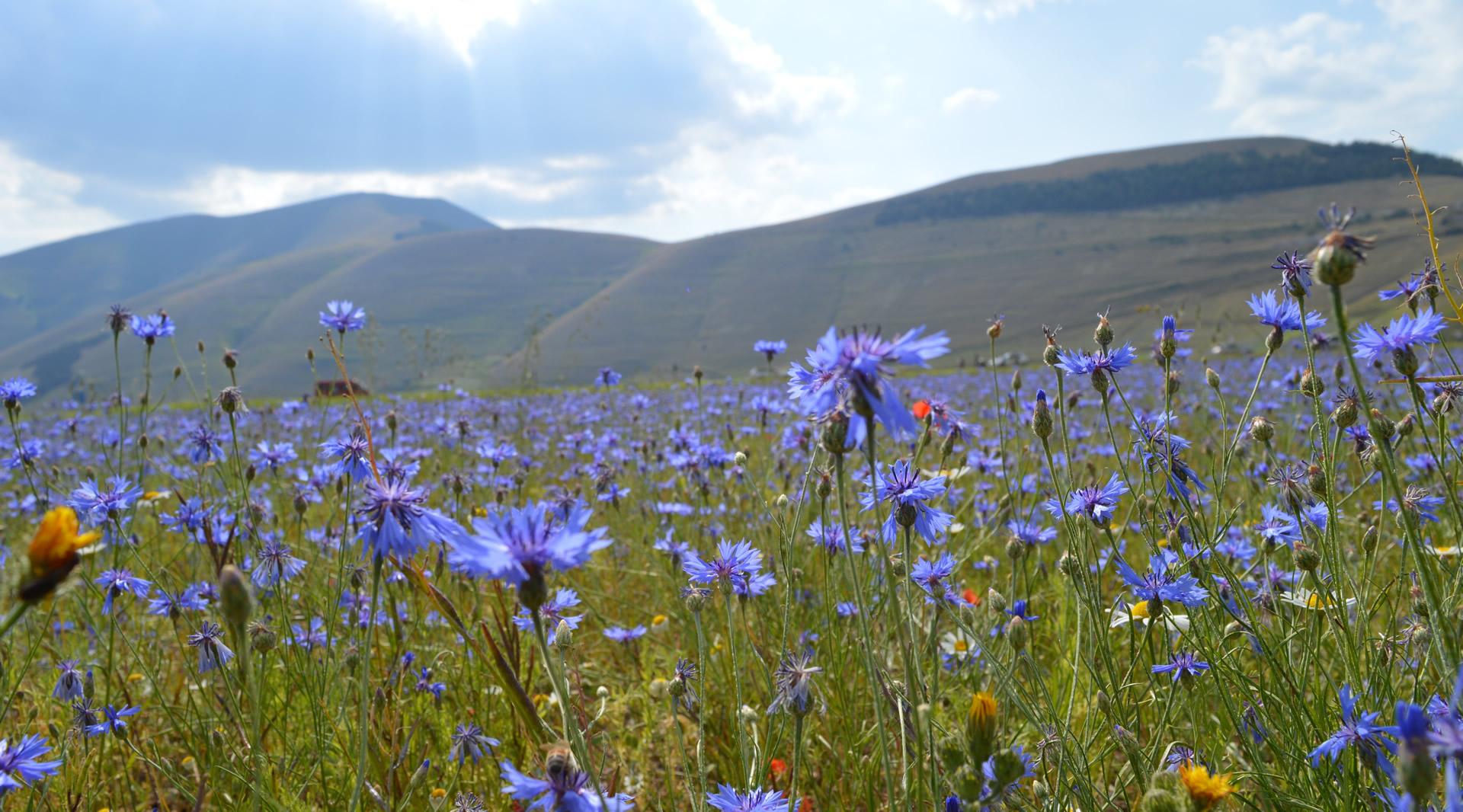The Plains of Castelluccio di Norcia
