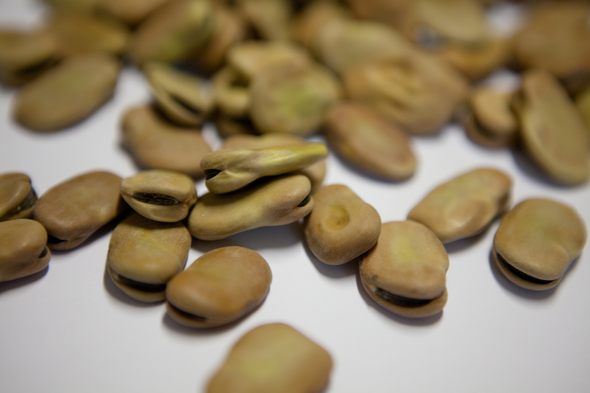 Fava cottòra (Saubohne) dell’Amerino