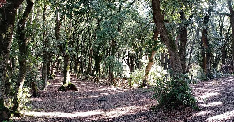 Interior of the Sacred Wood of Monteluco di Spoleto with sunlight filtering through the branches of the ilex grove