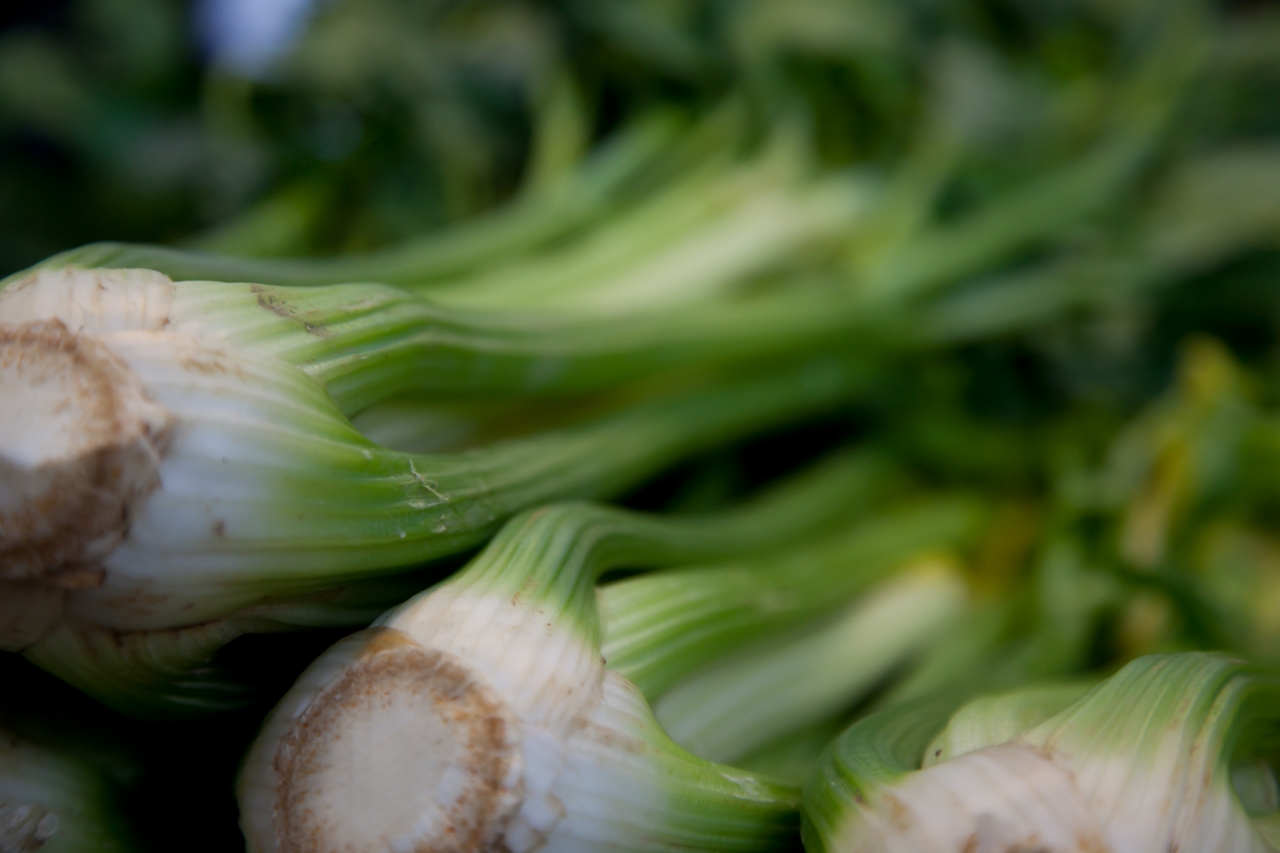 Schwarzer Sellerie von Trevi