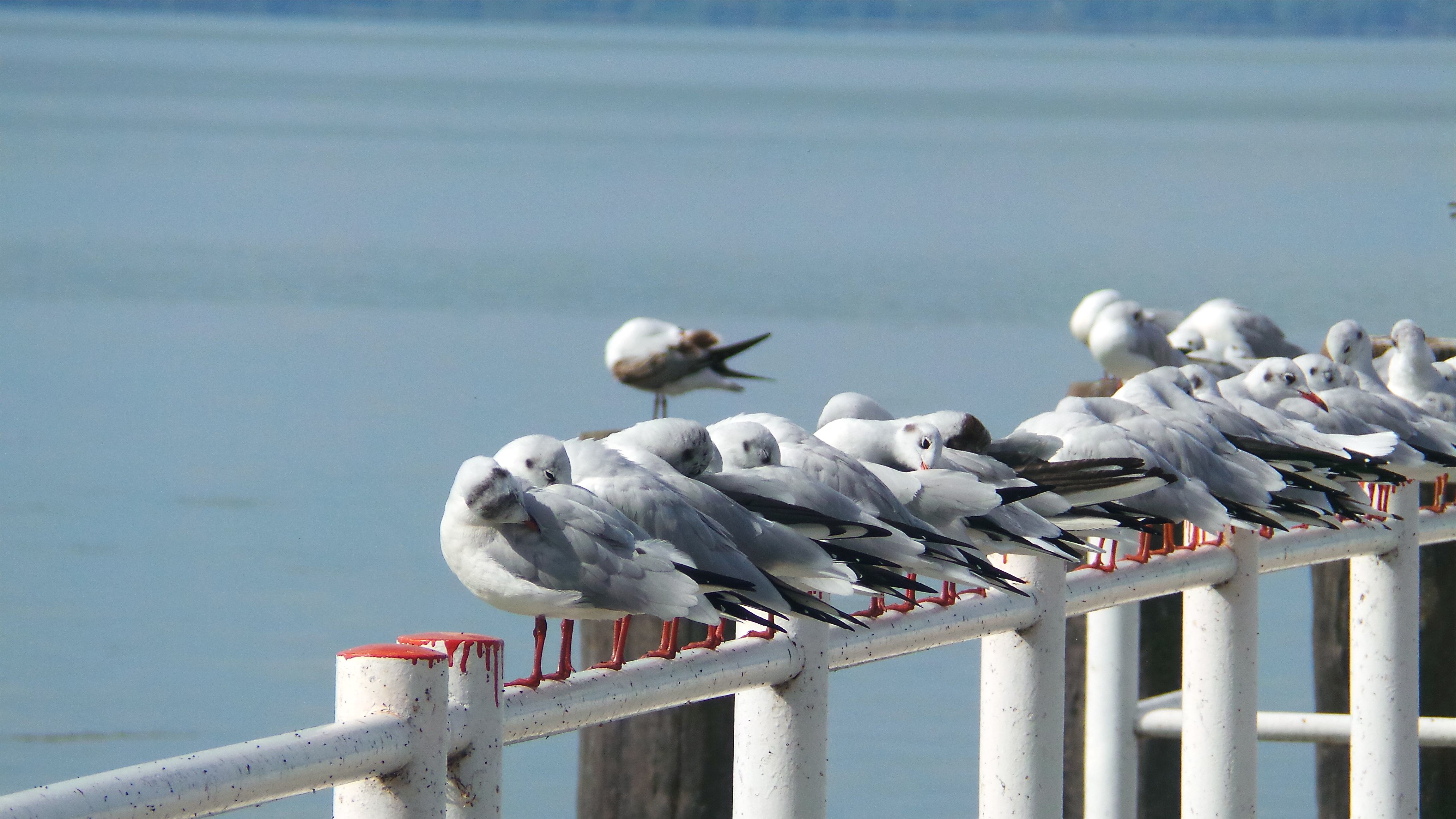 Birdwatching at Lake Trasimeno