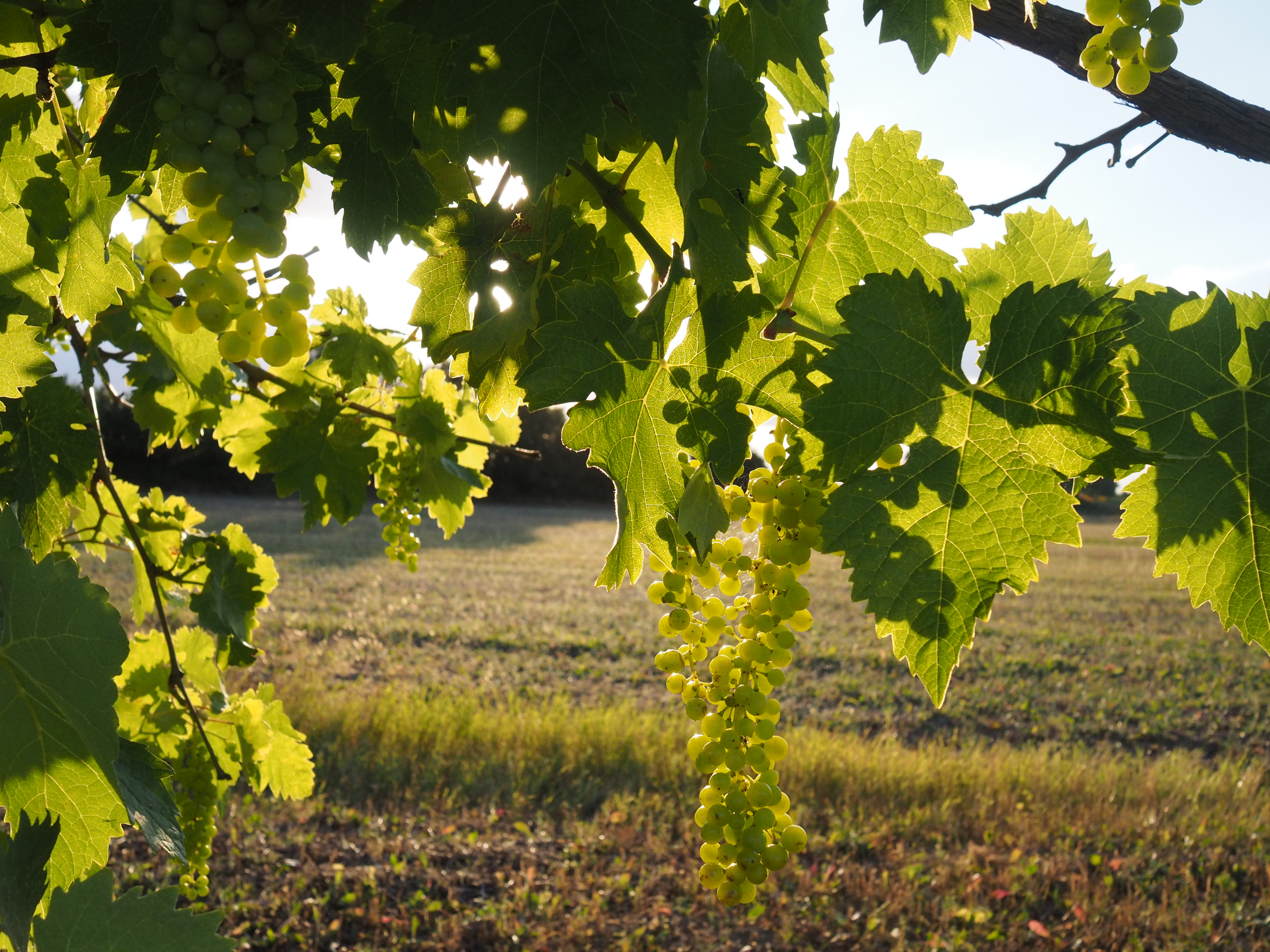 A tour through the history and flavours of Orvieto, Todi, and Terni