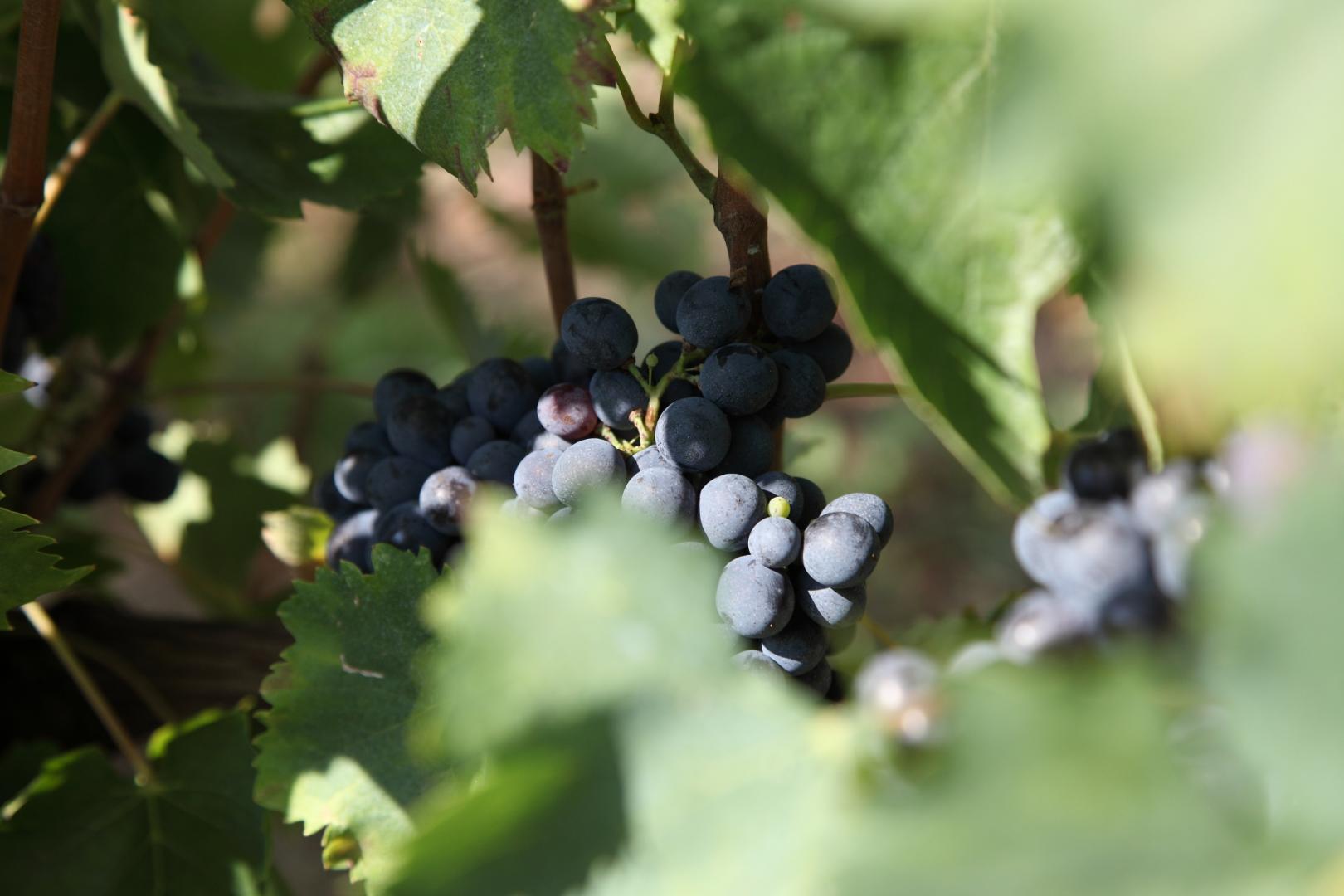 Gamay (o Gamay del Trasimeno)