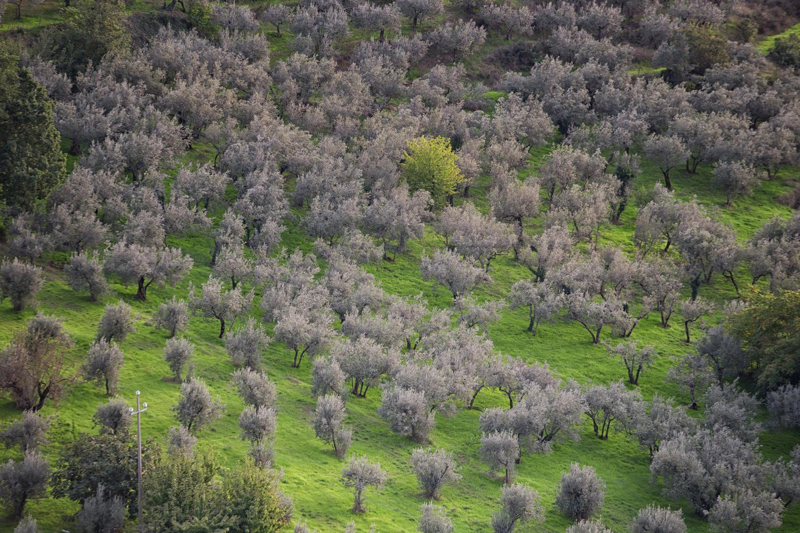 L'olio di Trevi