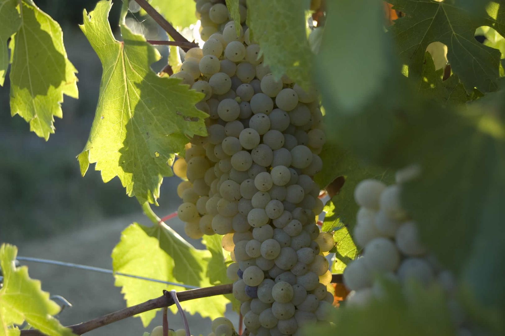 Vini Doc Colli Altotiberini