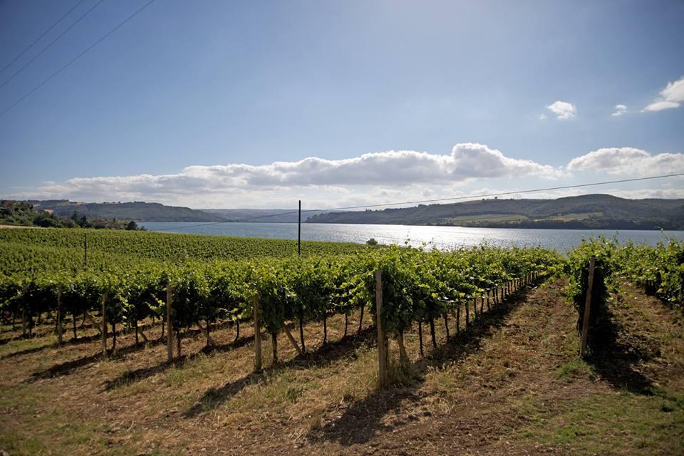 Vini Doc Lago di Corbara