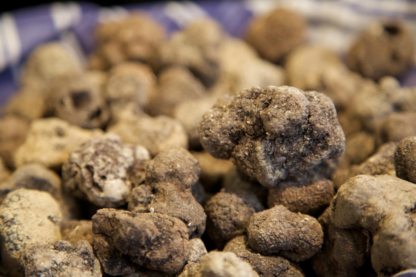 White truffles in Umbria and their conservation