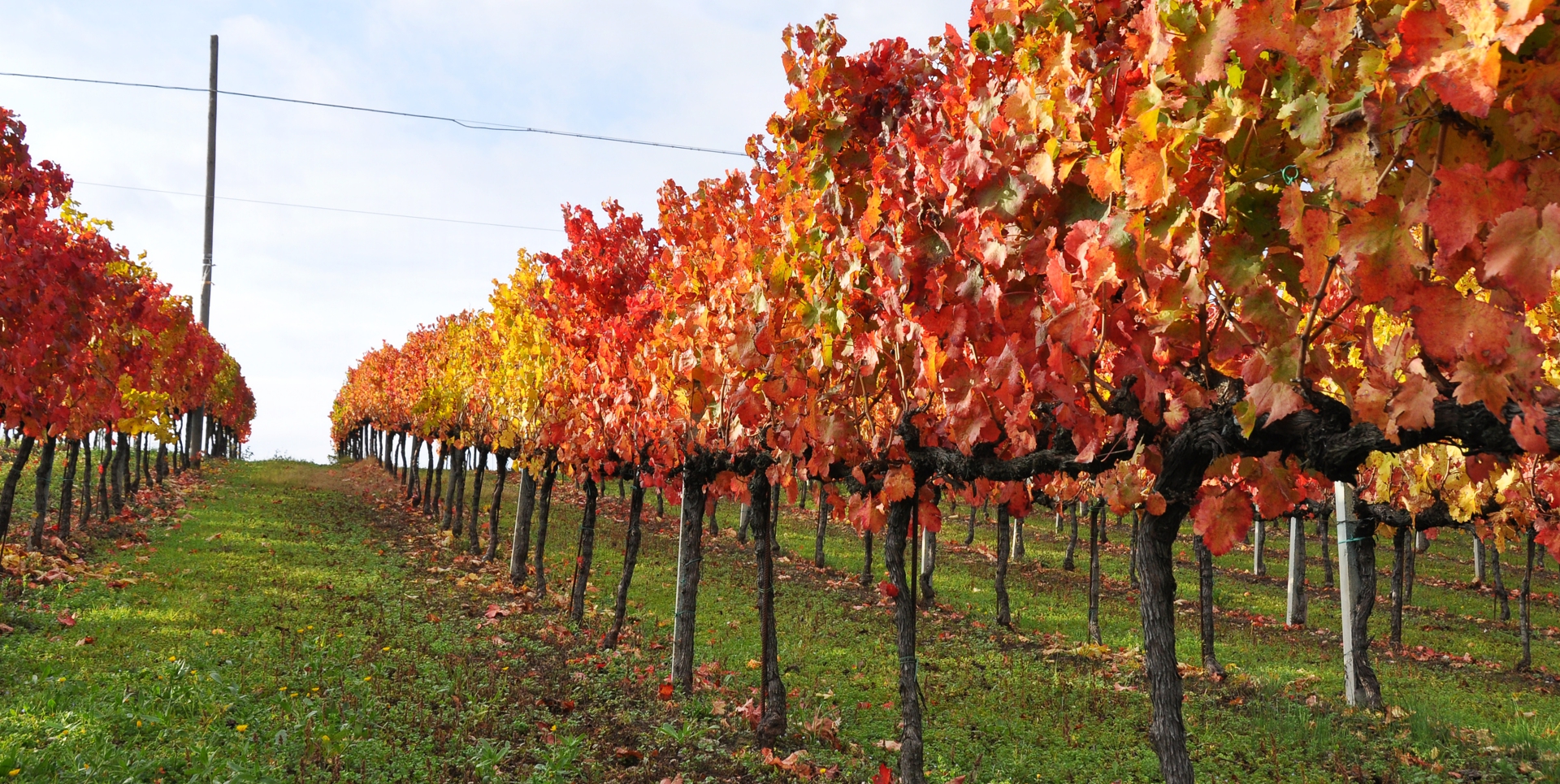 From Montefalco to Giano dell'Umbria along the Sagrantino wine route