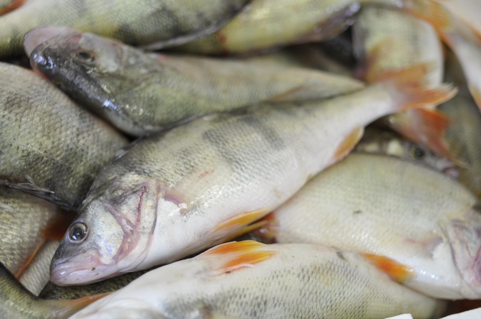 Fresh perch with silvery bodies and orange fins, piled up on a market counter.