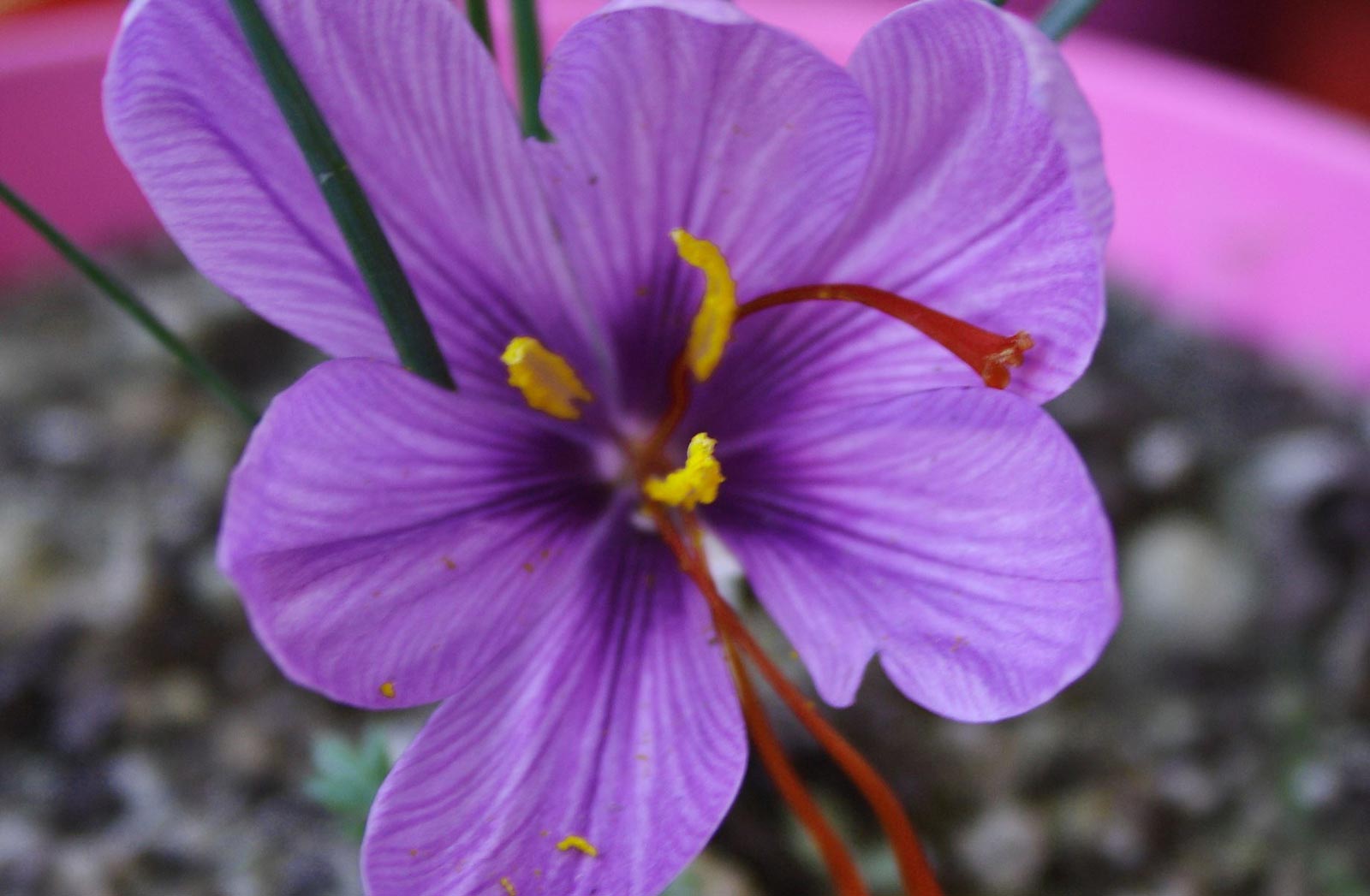 Lo zafferano in Umbria