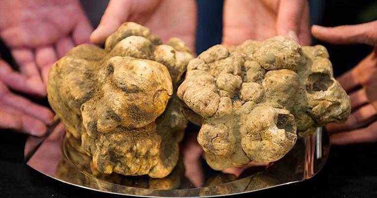 Titolo: Truffle hunting and extraction