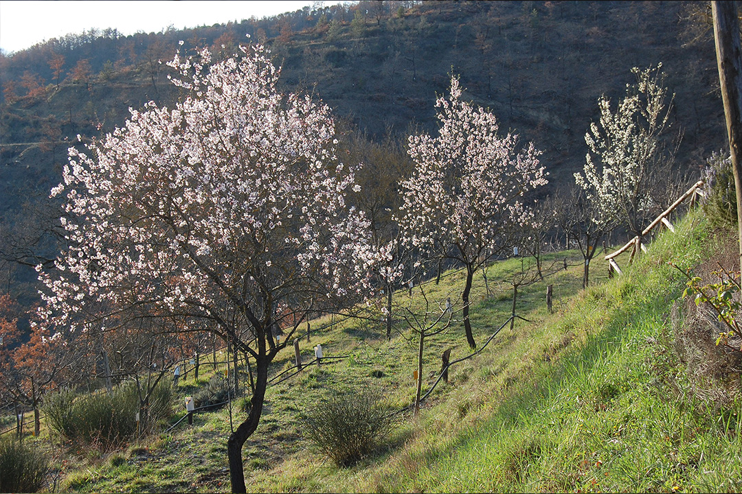 Parco di Archeologia Arborea di San Lorenzo di Lerchi