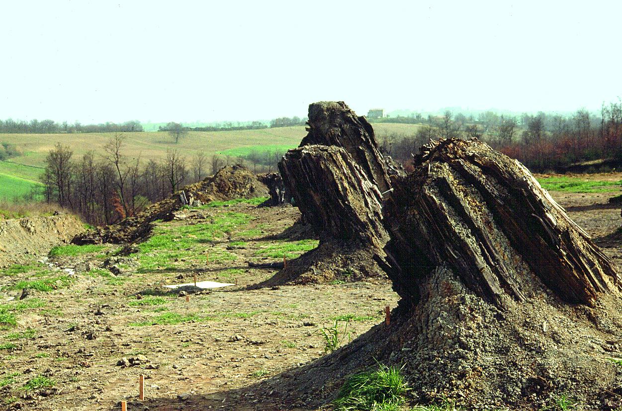 The Botanic Palaeontology Centre of the Fossil Forest in Dunarobba