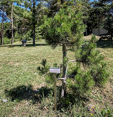 Detail of Pino loricato of Pollino