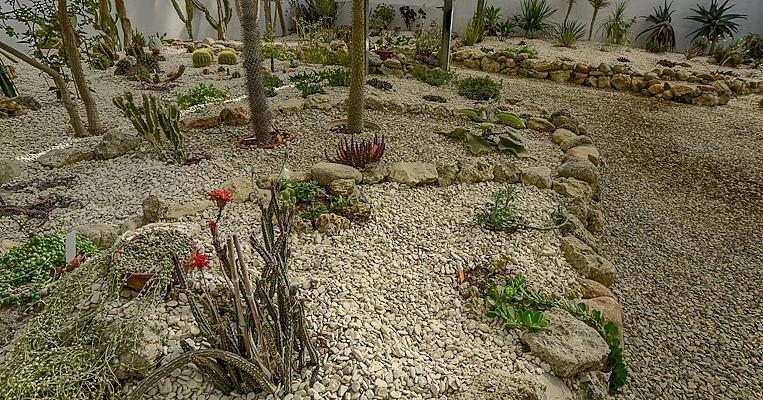 Detail of Desert plant collection
