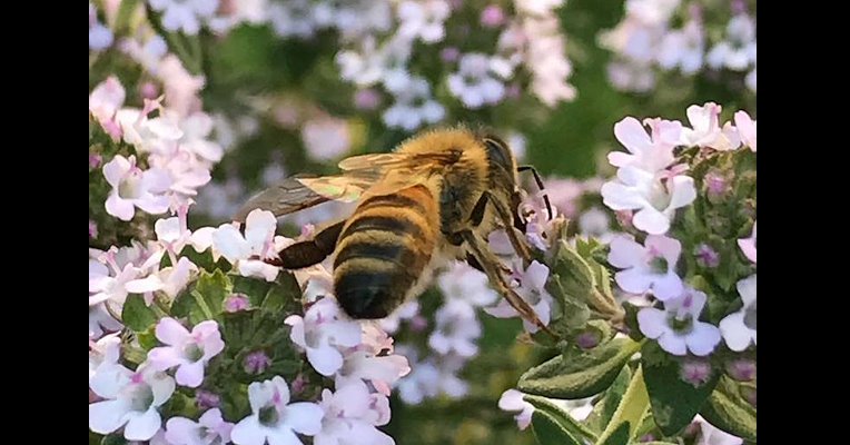 Der Tanz der Bienen