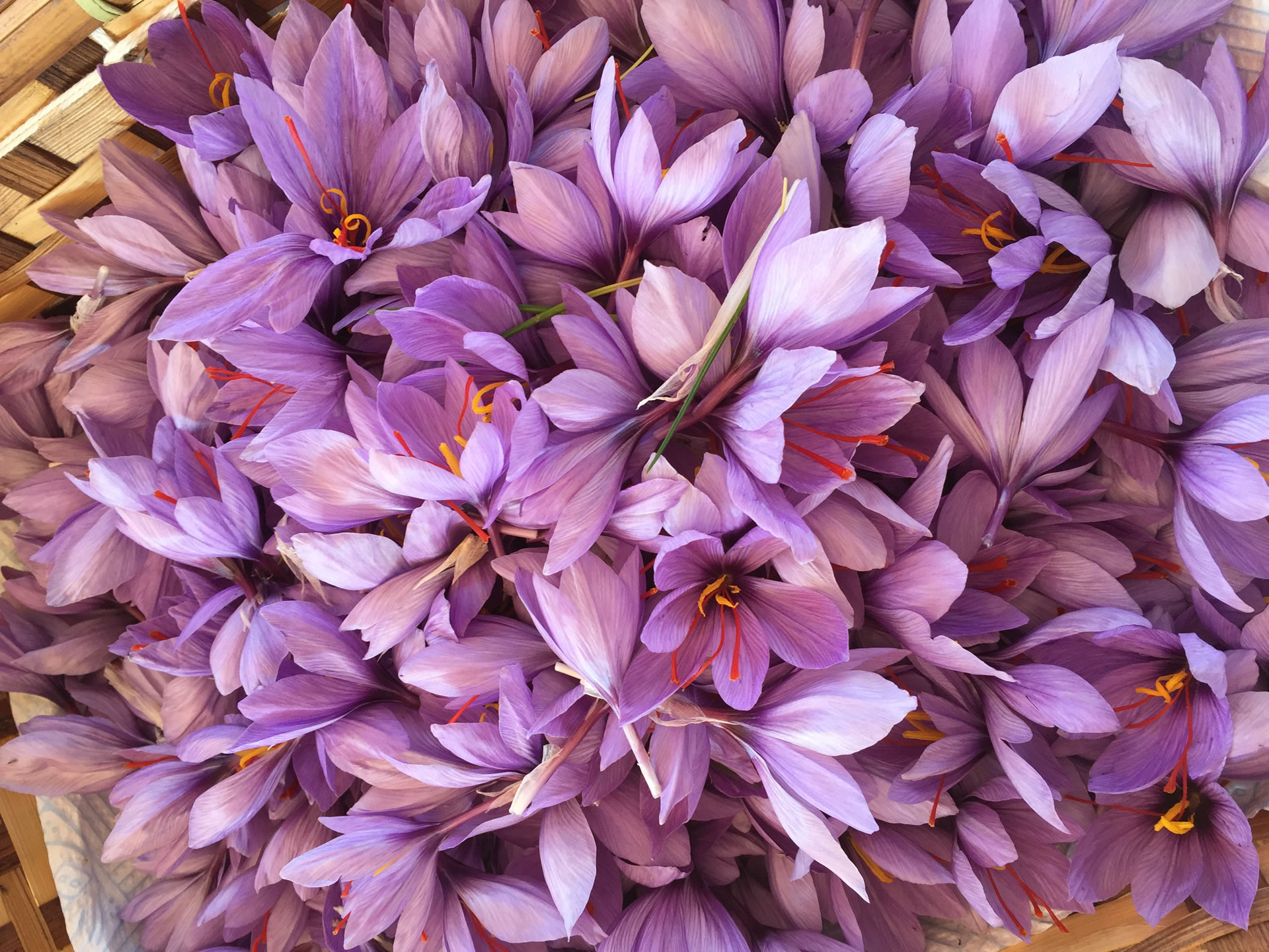 Lo zafferano in Umbria