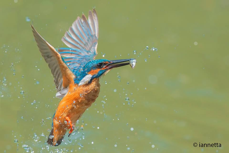 Birdwatching at the Alviano Lake WWF Oasis