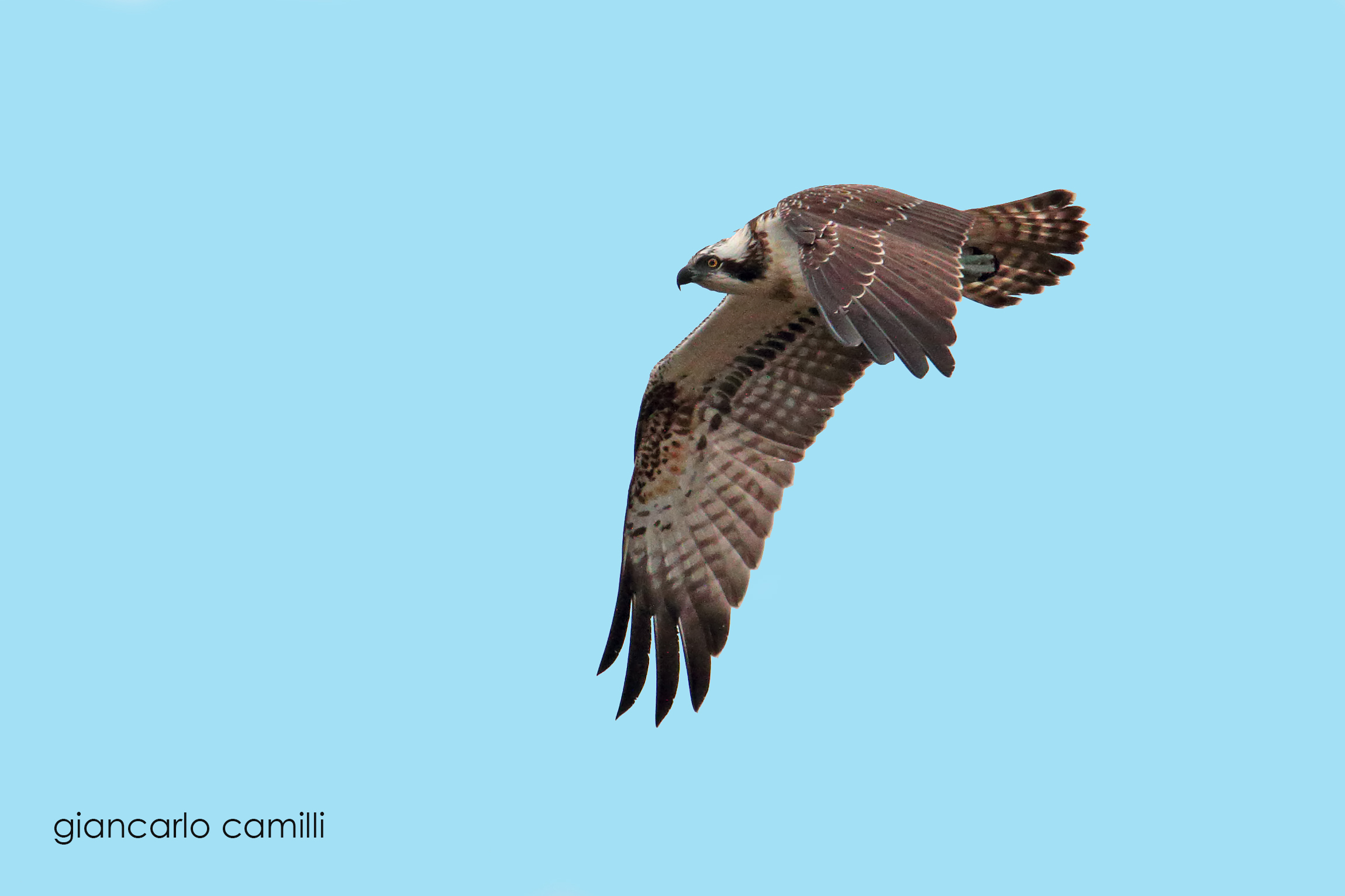 Birdwatching at the Alviano Lake WWF Oasis