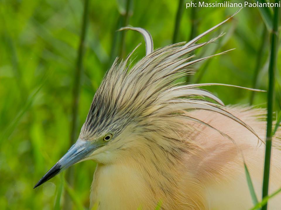 Birdwatching at the Alviano Lake WWF Oasis
