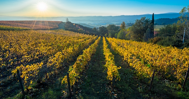 Rows of a vineyard in autumn with the leaves now turning yellow, overlooking the Umbrian hills
