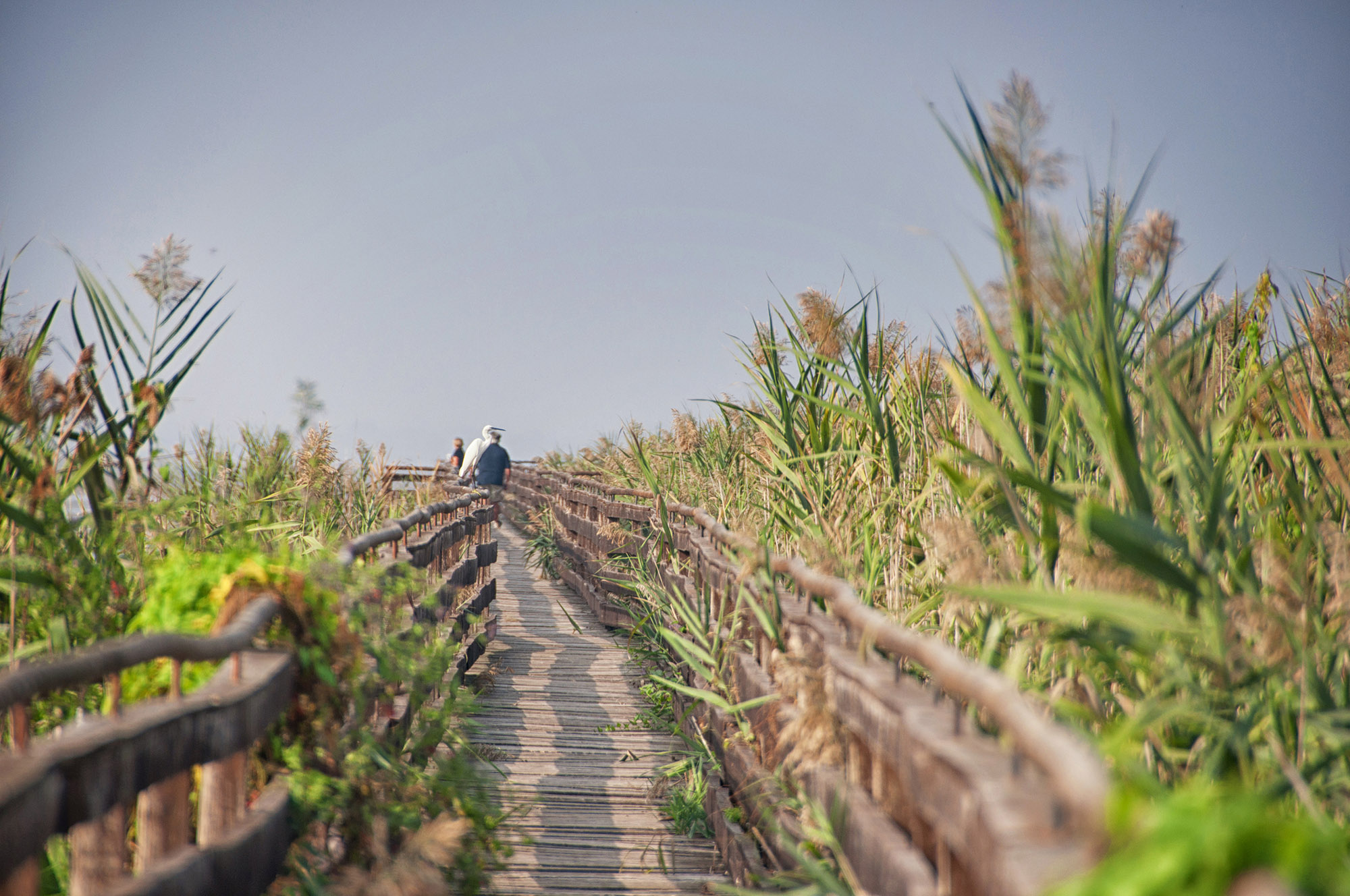 Birdwatching al Lago Trasimeno