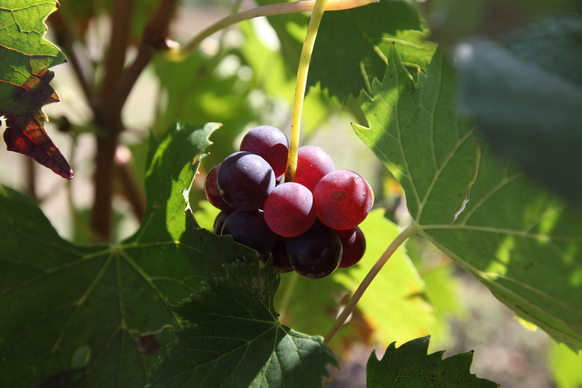 Dettaglio con grappolo d'uva rossa e foglie di vite,  lungo la Strada dei vini Colli del Trasimeno