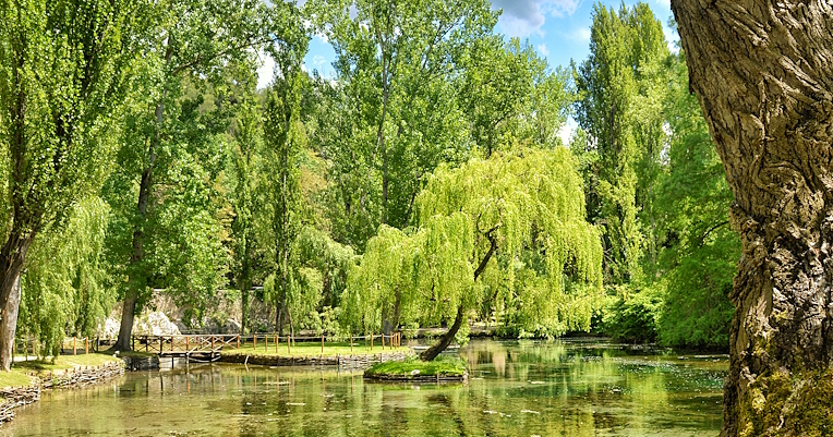 Le Fonti del Clitunno con acqua limpida che riflette il verde degli alberi. Al centro spicca un solitario salice piangente