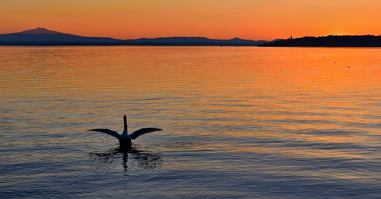 Lago Trasimeno al tramonto: i profili di colline e un’isola si stagliano contro il cielo arancione e un cigno allarga le ali sull’acqua