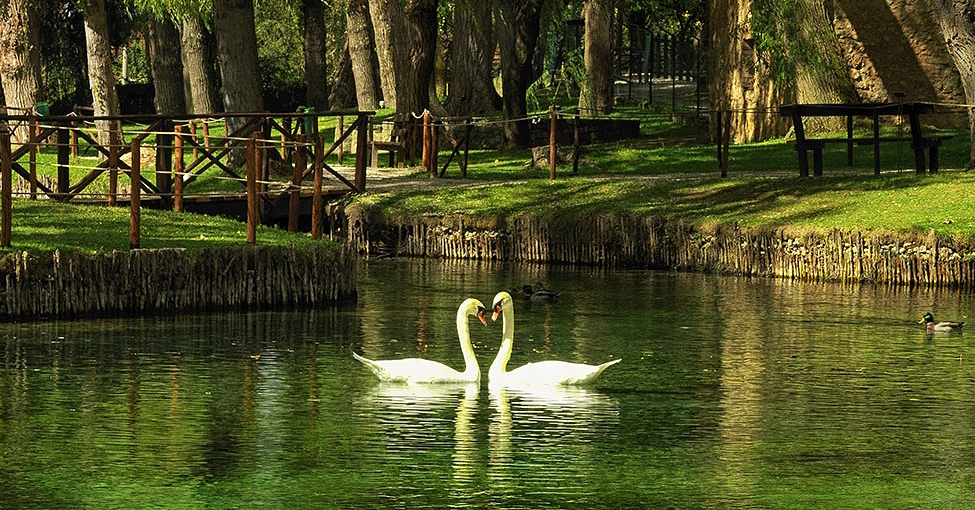 Clitunno Springs with two white swans in the centre, weeping willows, green meadows and a fence in the background