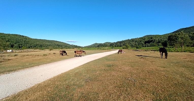 Three brown horses walking on grass near a dirt road, with green hills in the background.