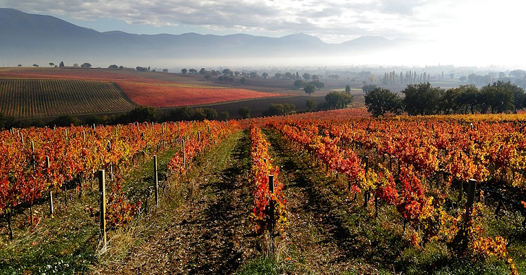Weinberg mit ordentlich angelegten Rebzeilen mit gelben und roten Blättern und einer nebligen Herbstlandschaft im Hintergrund
