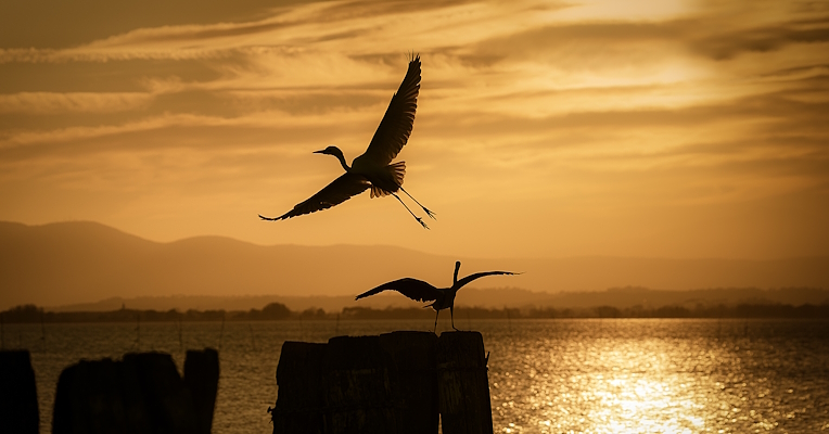 Zwei Reiher im Gegenlicht bei Sonnenuntergang: einer im Flug, einer auf einem Pfahl am Trasimenischen See