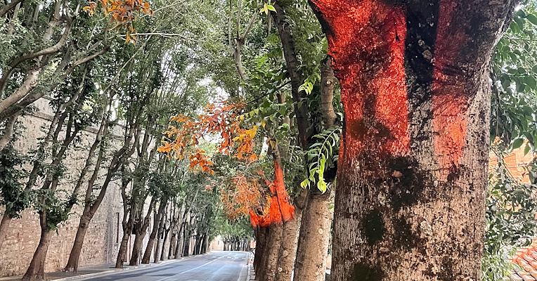 Des arbres bordant une route baignés d’une lumière rouge intense au coucher du soleil