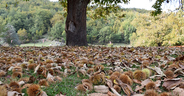 Bogues de châtaignes et feuilles sèches sur l’herbe sous un grand arbre, avec la forêt en arrière-plan.