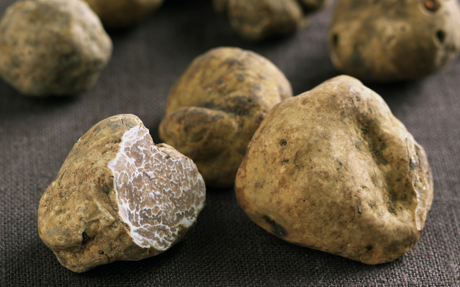 White truffles in Umbria and their conservation